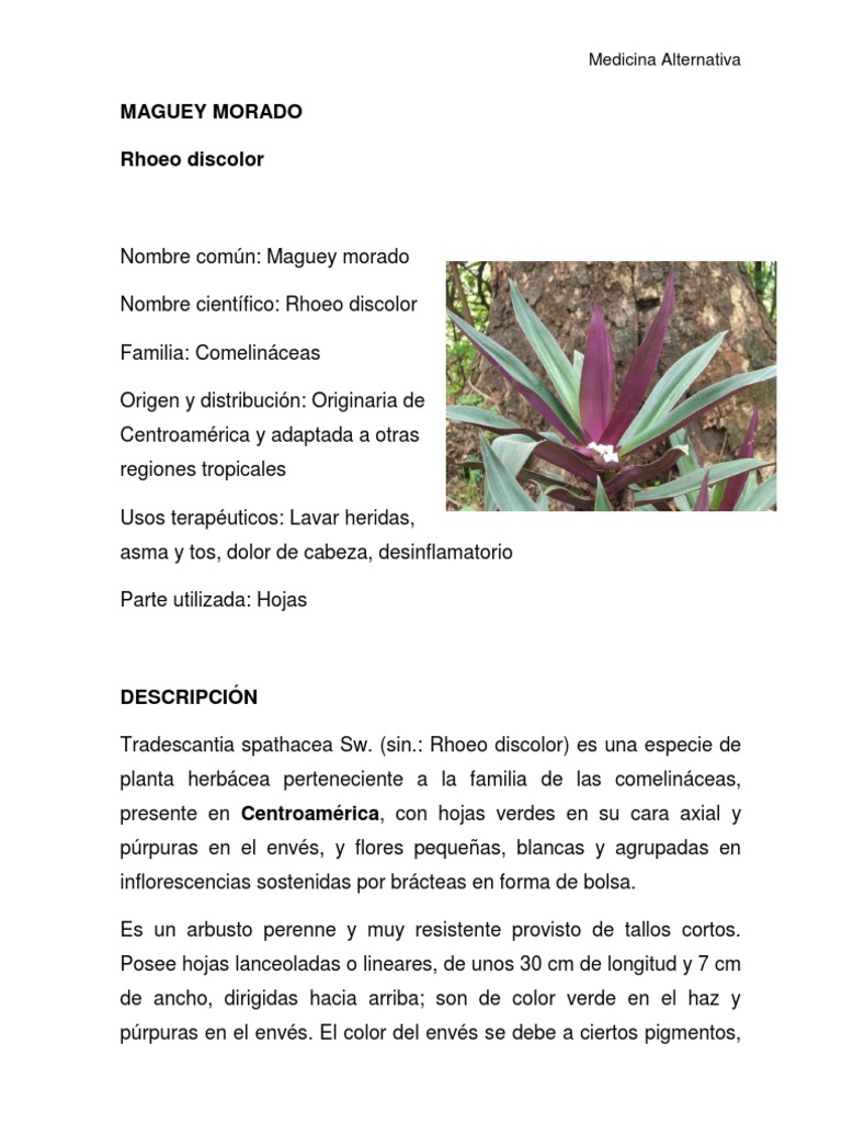 Maguey