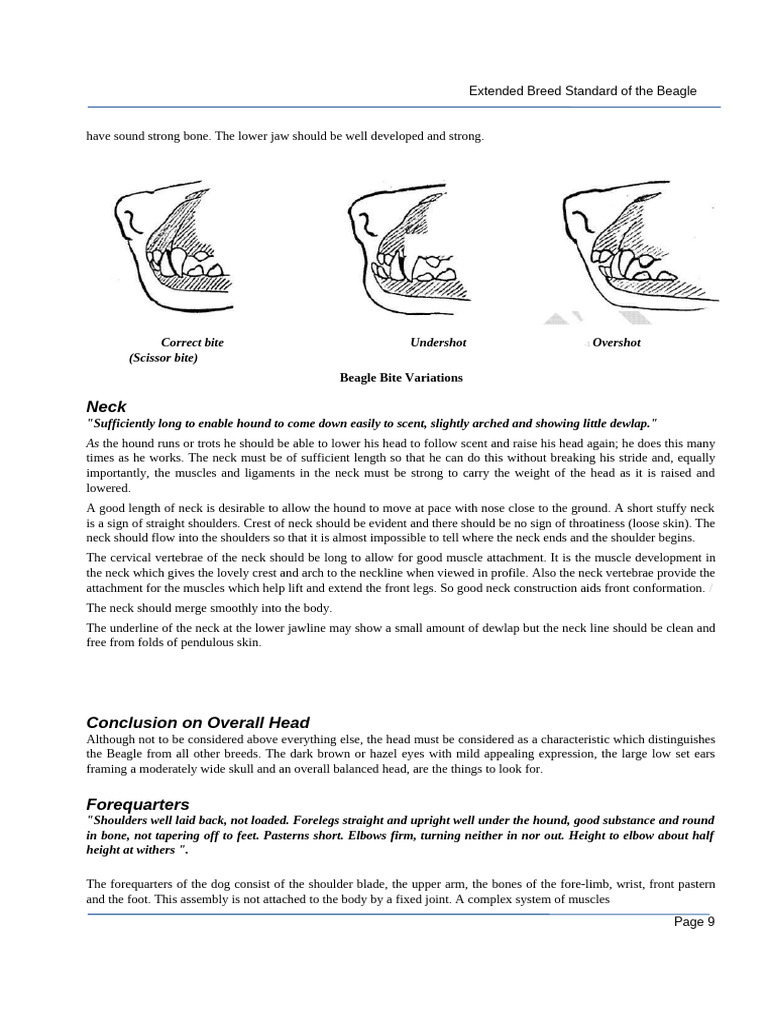 Beagle Breed Standard Overview | PDF | Vertebra | Horse Gait