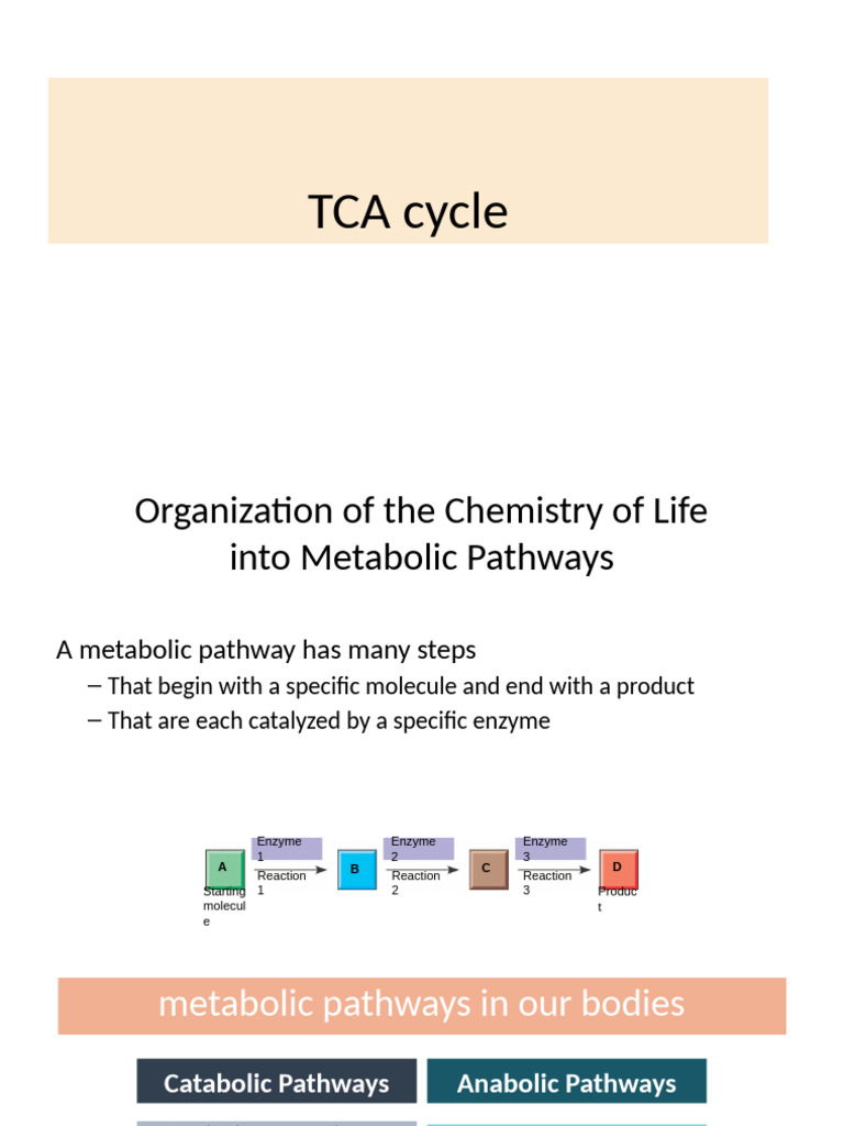 Understanding the TCA Cycle Process | PDF | Citric Acid Cycle | Chemistry