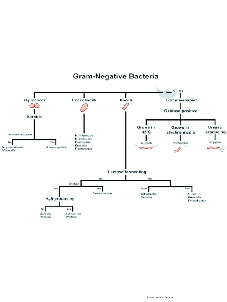 Types of Bacteria Notes | PDF