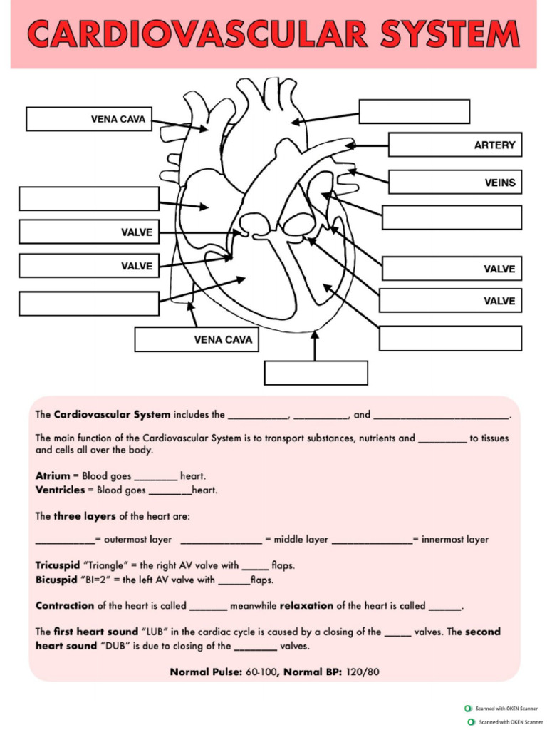 Worksheet of Diagram Biology | PDF
