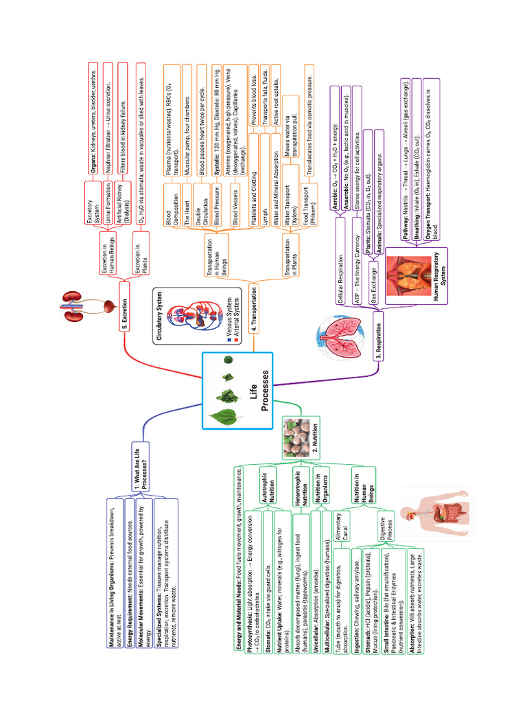 Life Processes | PDF