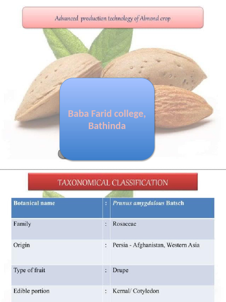 Almond | PDF