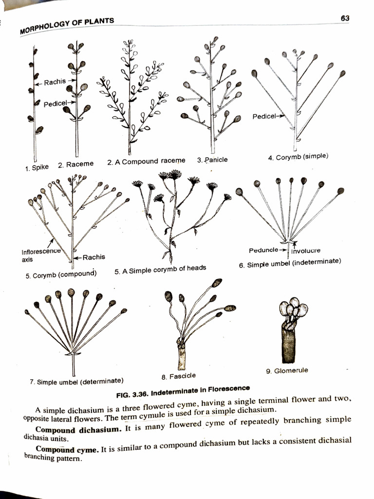 Branching Pattern.: 3.panicle | PDF