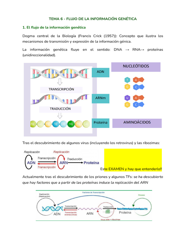 Flujo de Información Genética y Replicación | PDF | Replicación De Adn ...