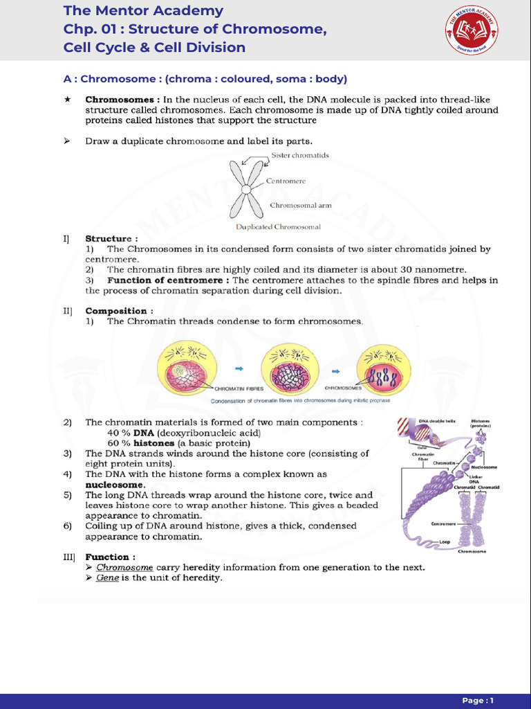 Chromosome Structure & Cell Division Guide | PDF | Dominance (Genetics ...