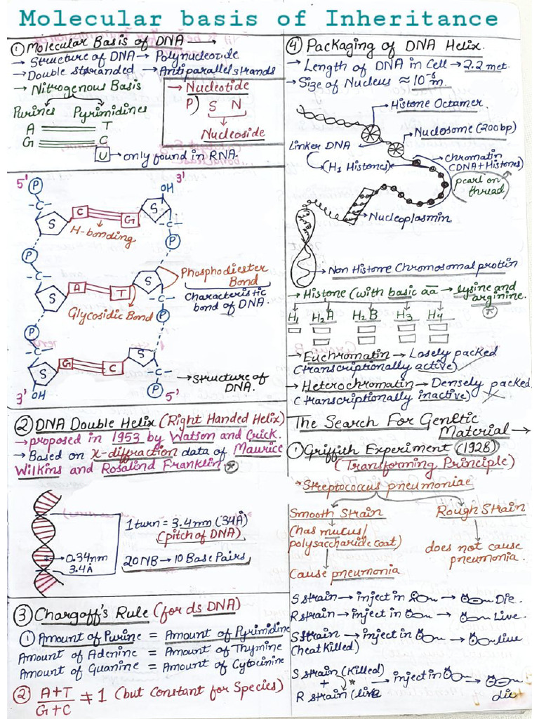 Molecular Basis of Inheritance | PDF