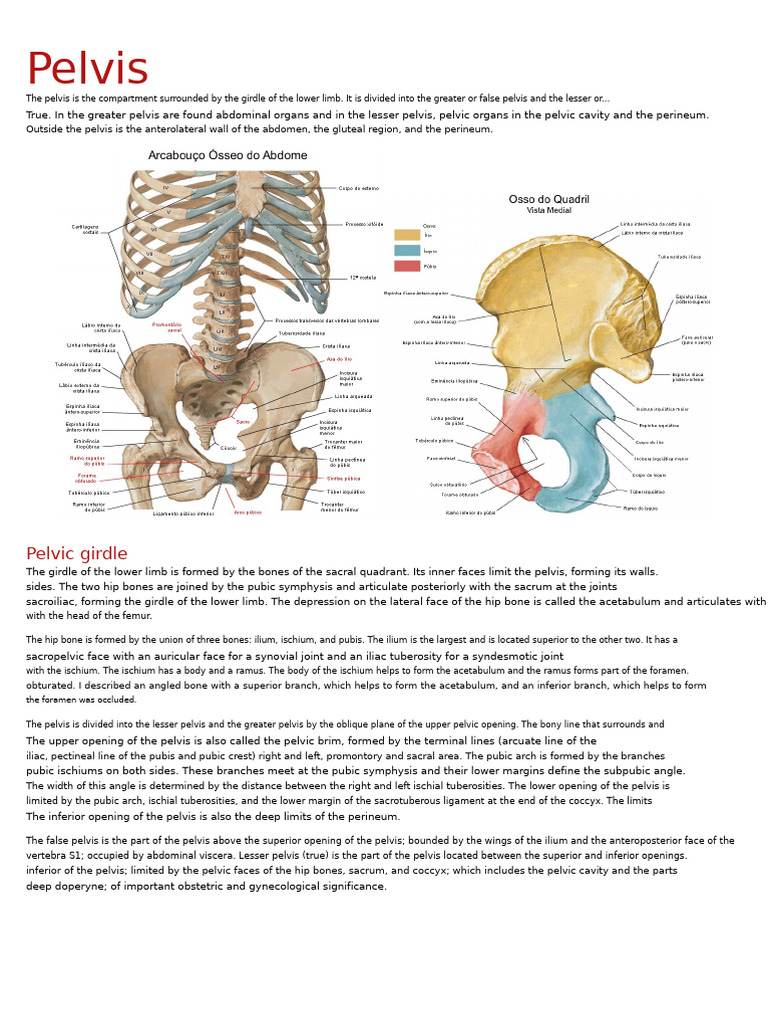 Anatomy of the Pelvis and Girdle | PDF | Pelvis | Musculoskeletal System