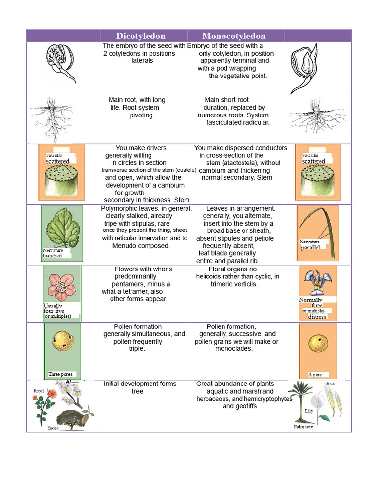 Comparative Table of Monocots and Dicots | PDF