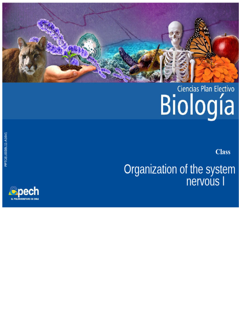 Nervous System Organization and Function | PDF | Neuron | Nervous System
