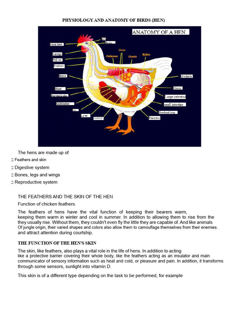 Physiology and Anatomy of Birds | PDF | Digestion | Stomach