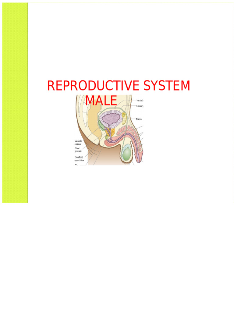 Male Reproductive System Overview | PDF | Testicle | Prostate