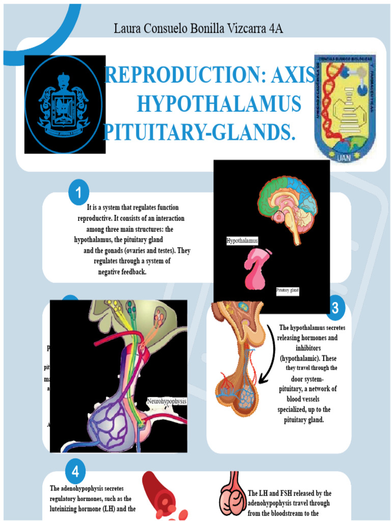 Reproductive Hormone Regulation System | PDF | Luteinizing Hormone ...