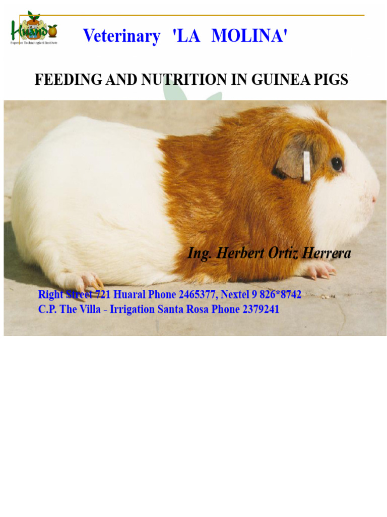 Guinea Pig Nutrition and Feeding Guide | PDF | Nutrition | Diet & Nutrition