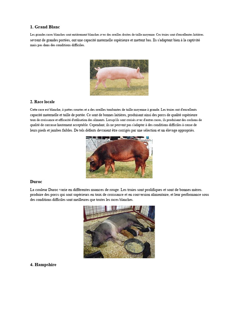 Guide des races de porcs et de bovins PDF Cochon Bovins domestiques — free download