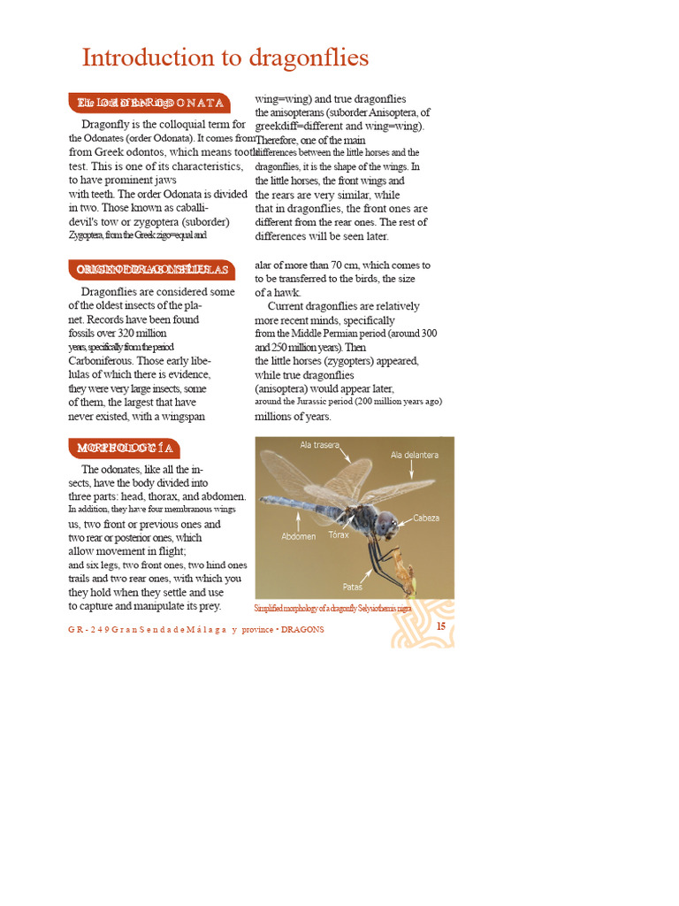 Dragonflies: Anatomy and Evolution | PDF | Dragonfly | Predation