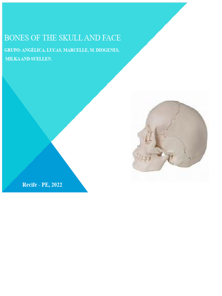 Anatomy of Skull and Facial Bones | PDF | Skull | Human Nose