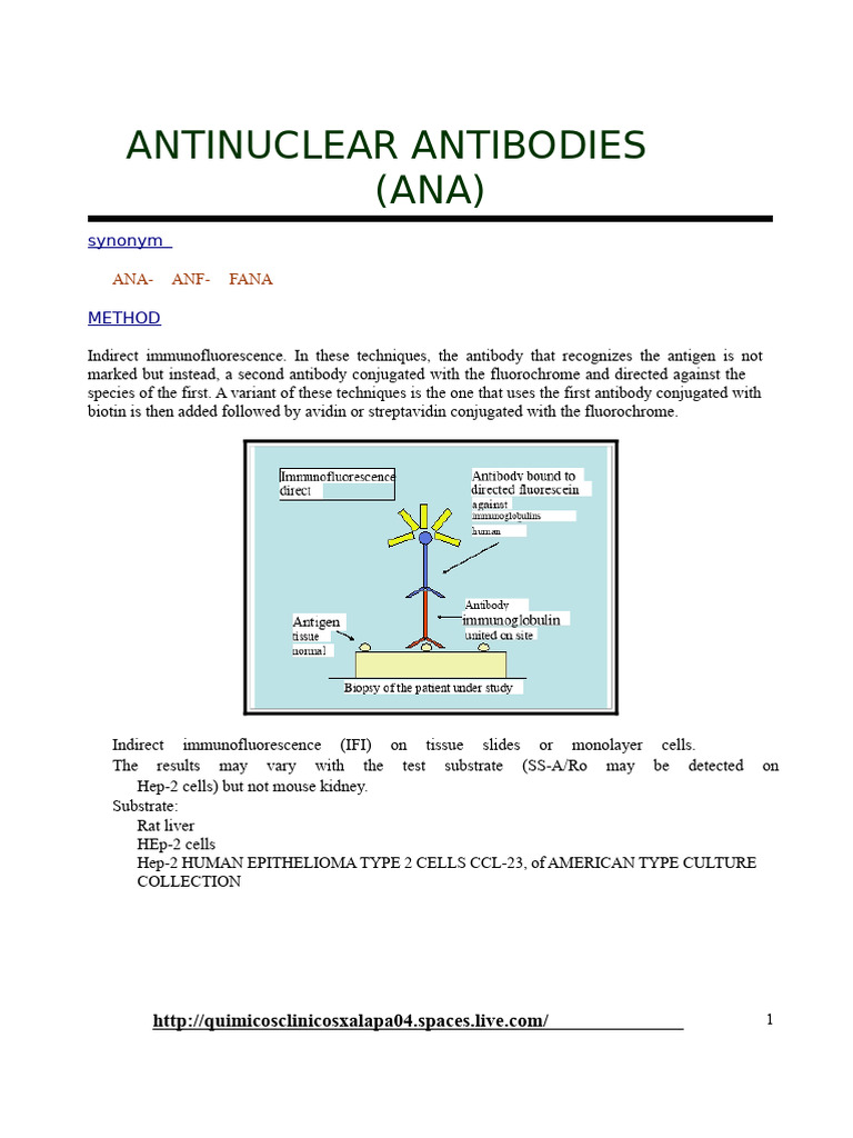 ANTINUCLEAR ANTIBODIES | PDF | Medical Specialties | Immunology