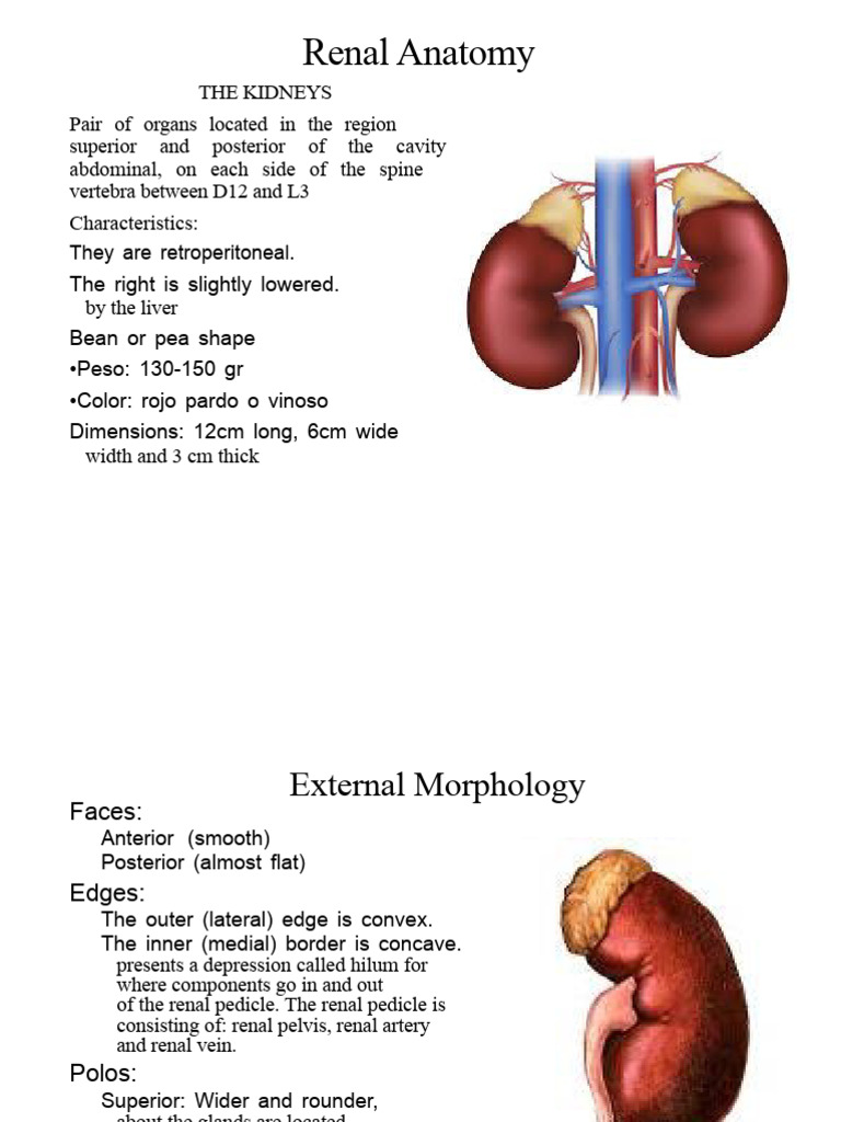 Overview of Renal Anatomy and Structure | PDF