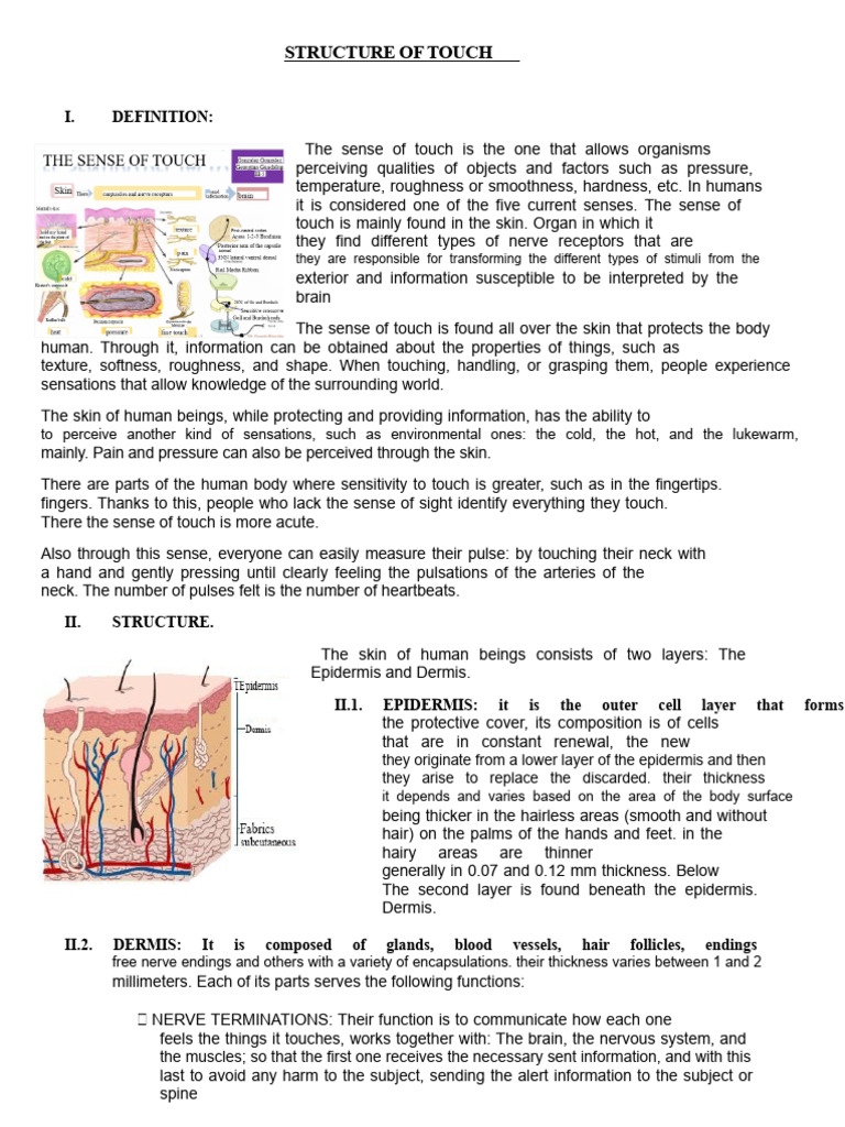 Structure of Touch | PDF | Skin | Somatosensory System