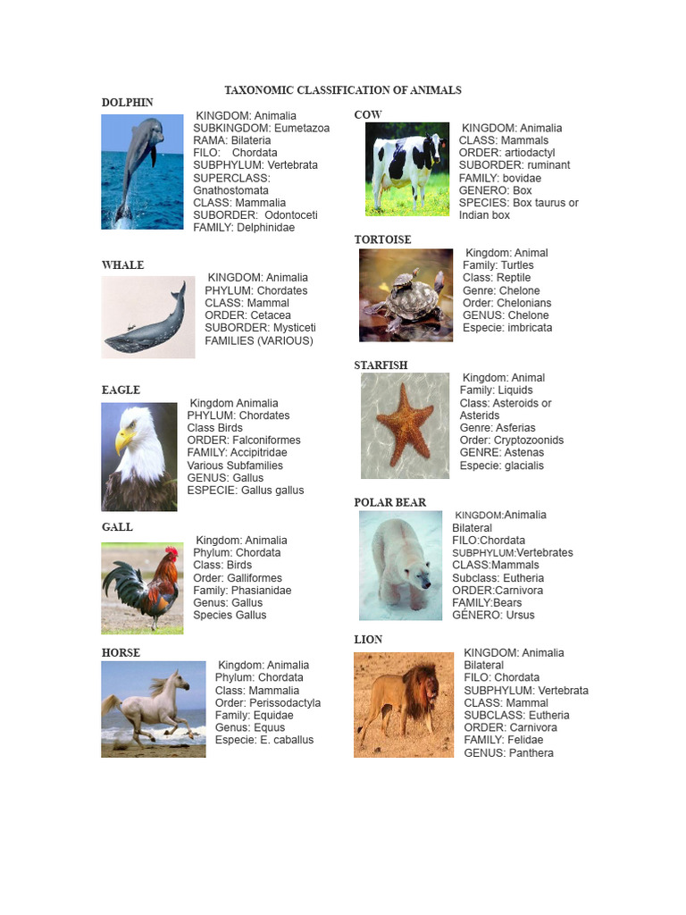 Animal Taxonomic Classification Guide | PDF | Vertebrates | Taxa