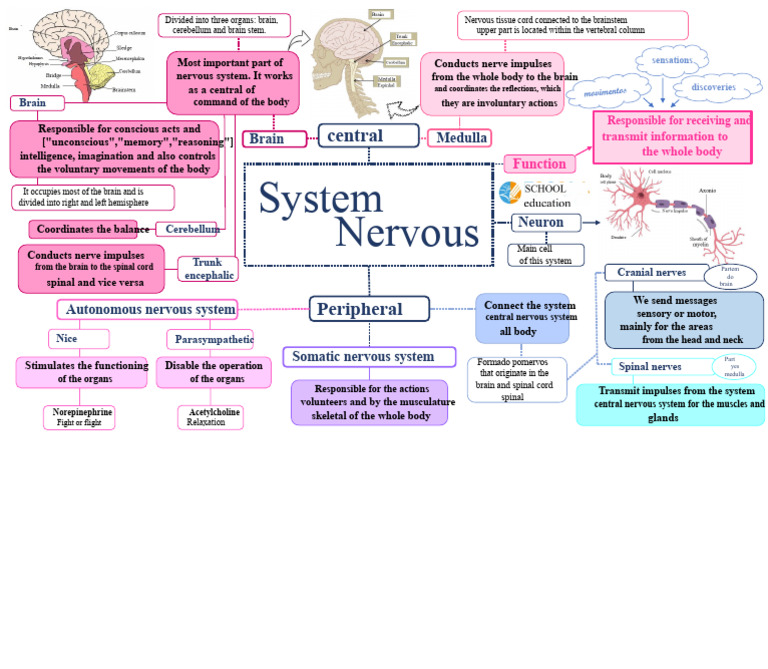 Overview of the Nervous System Functions | PDF | Nervous System ...