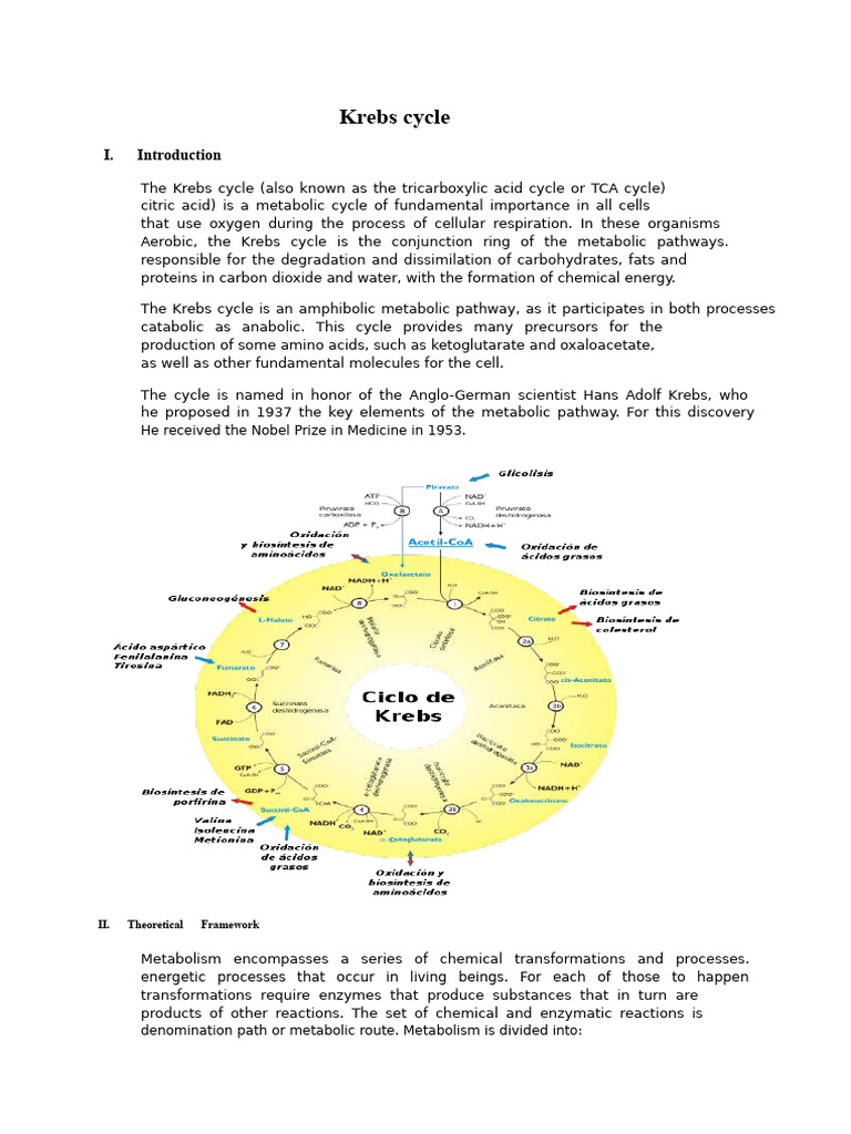 Krebs Cycle | PDF | Chemistry | Citric Acid Cycle