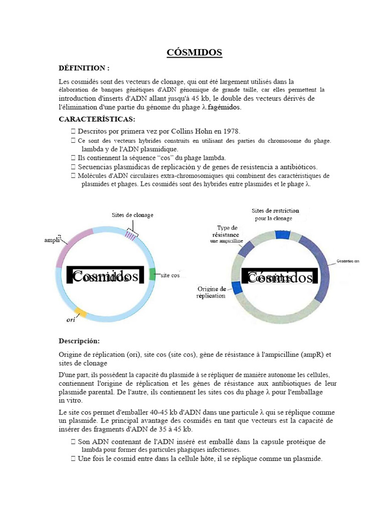 Introduction aux cosmidés en clonage | PDF | Plasmide | Bactériophage
