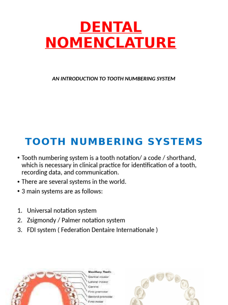 Introduction to Tooth Numbering Systems | PDF