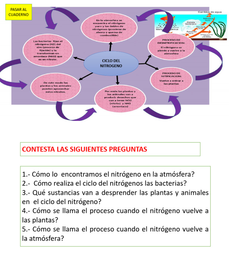Ciclo Del Nitrogeno | PDF