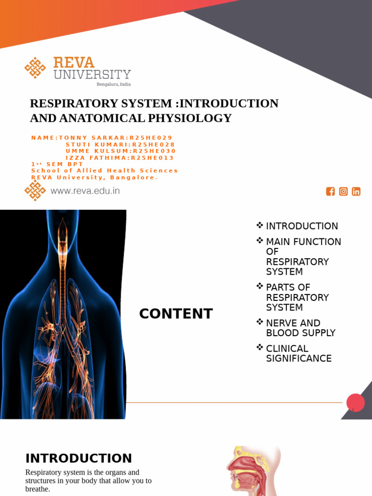 Anatomy and Function of the Respiratory System | PDF | Respiratory ...