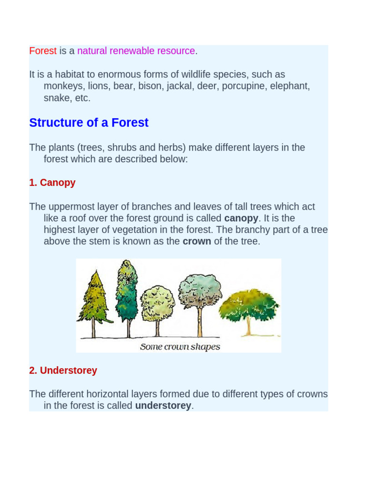 Forest | PDF | Foods | Soil