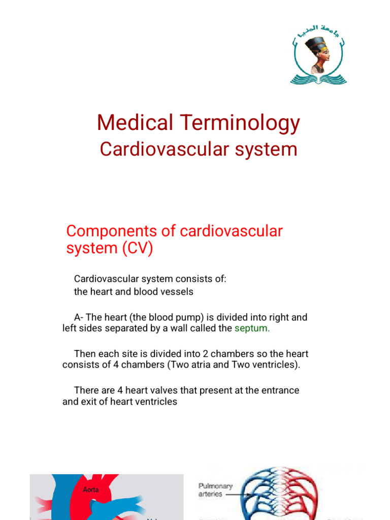 Medical Terminology CVS | PDF | Heart Valve | Heart