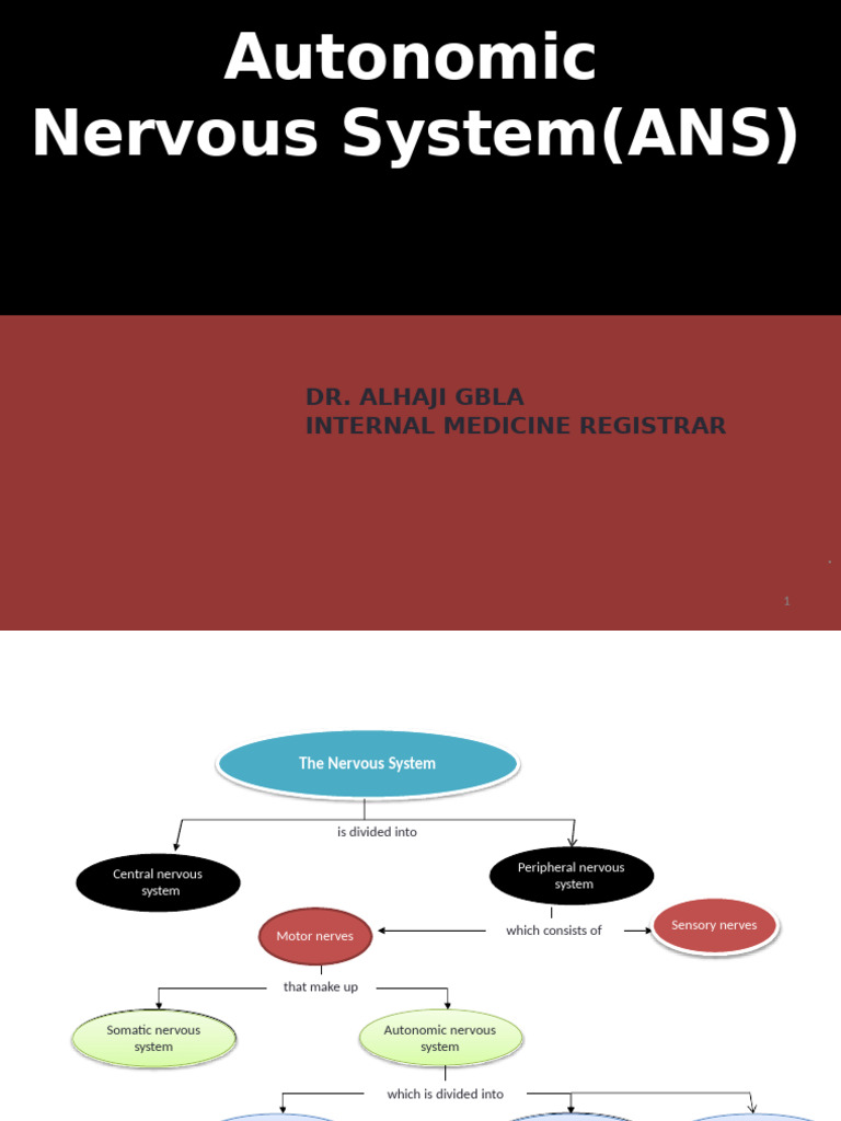 Overview of the Autonomic Nervous System | PDF | Acetylcholine ...
