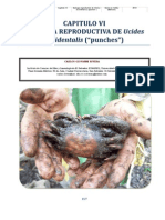 Biología Reproductiva de Ucides Occidentalis Del Sector Occidental de La Bahía de Jiquilisco