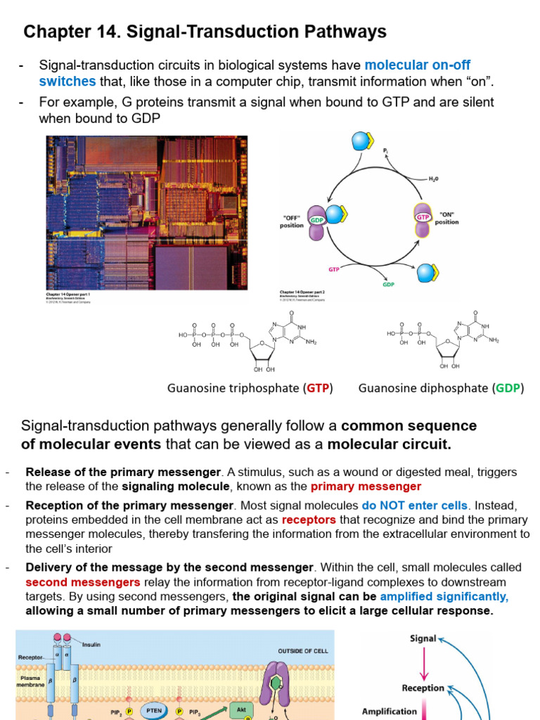 Signal-Transduction Pathways Explained | PDF | Cell Signaling | Insulin