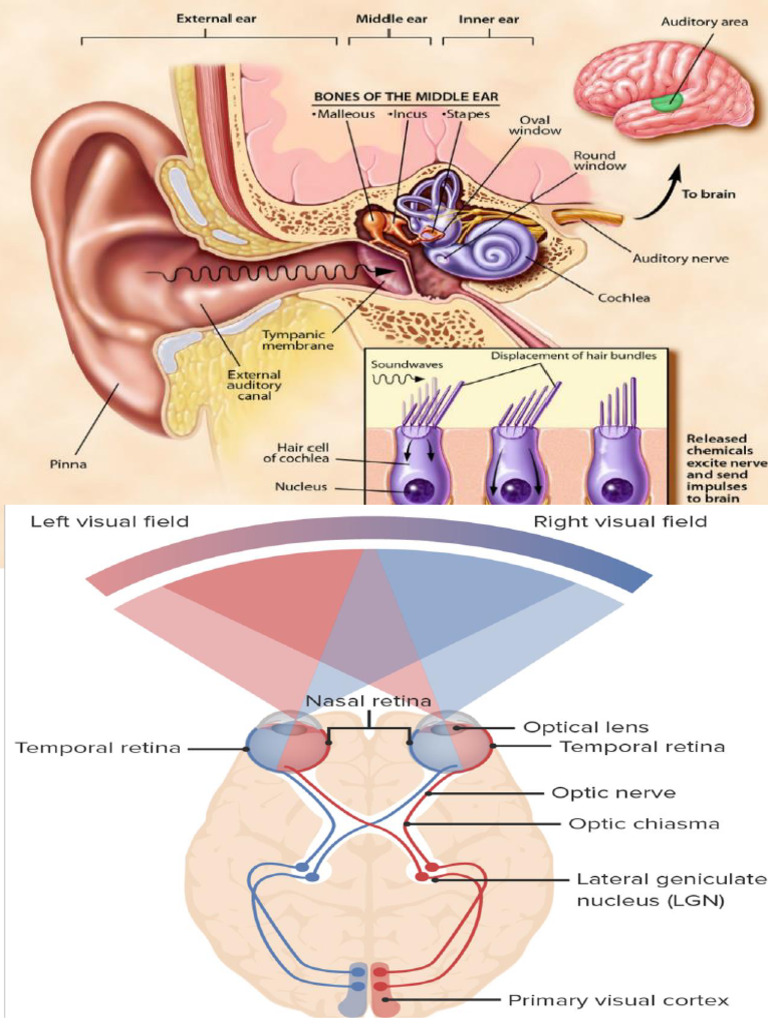 Eye Reflex Tests and Visual Pathways | PDF | Visual System | Visual Acuity