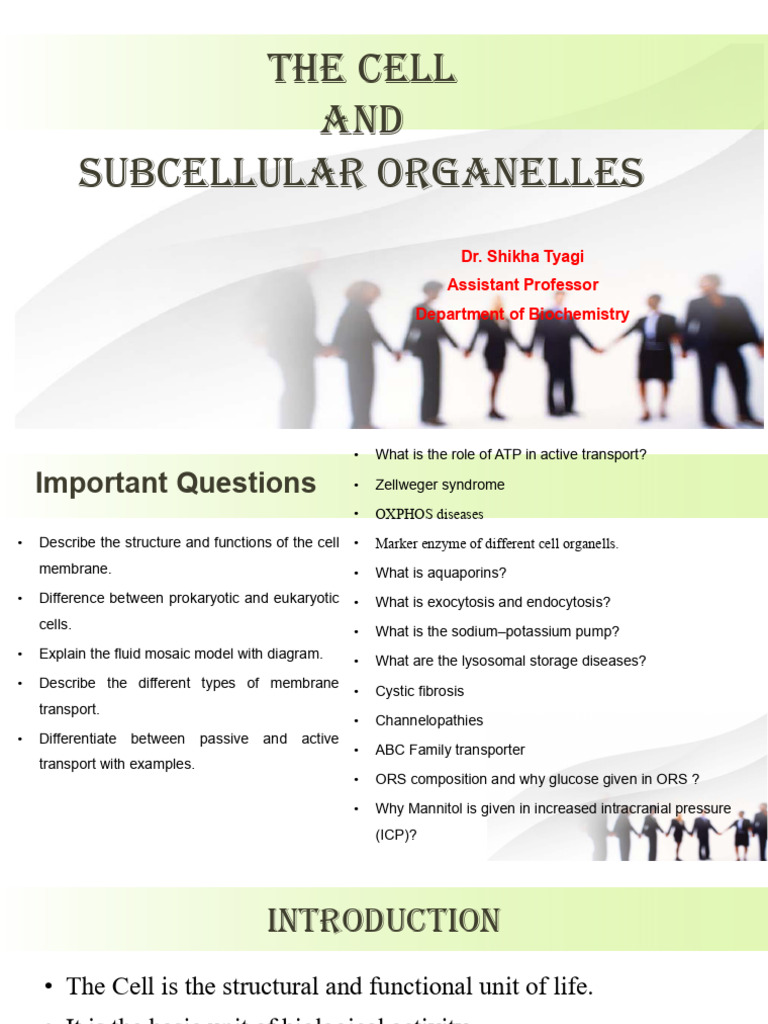 Cell Structure and Organelle Functions | PDF | Endoplasmic Reticulum ...