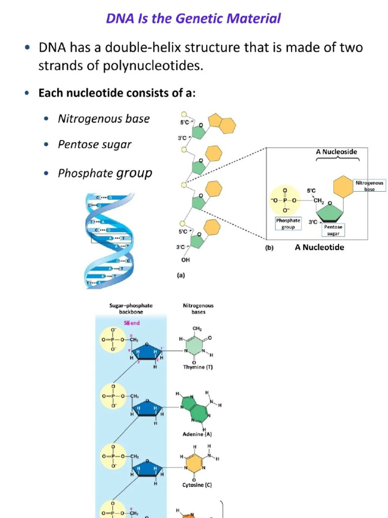 DNA Structure | PDF