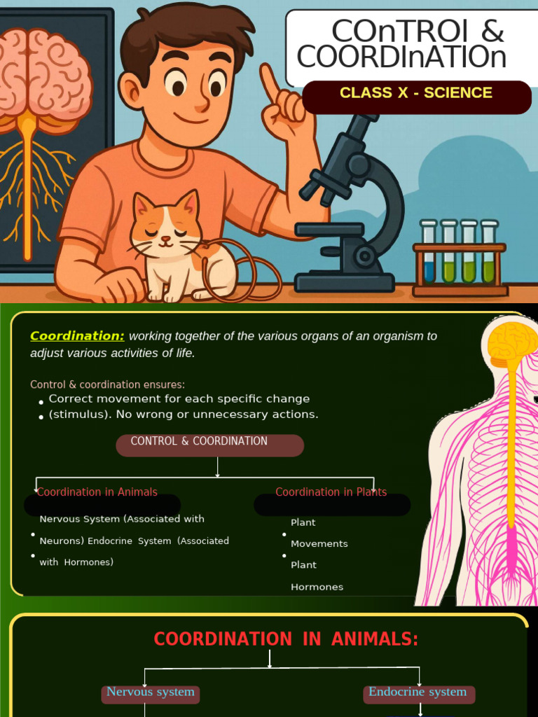 Control and Coordination in Organisms | PDF | Neuron | Axon