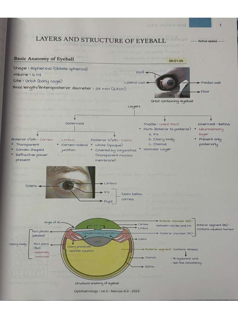 Anatomy of Eye | PDF