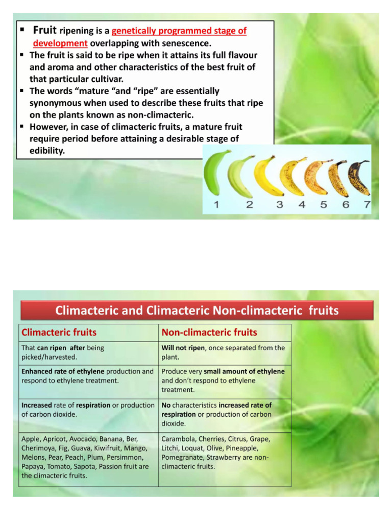 Ripening and Changes Occur During Ripening | PDF