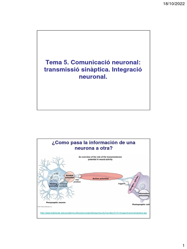 Transmisión y tipos de sinapsis neuronal | PDF | Sinapsis | Neurona