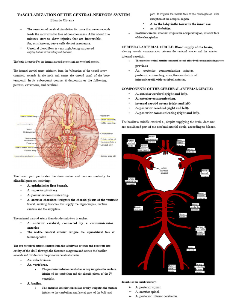 Vascularization of the Central Nervous System | PDF | Vein | Common ...