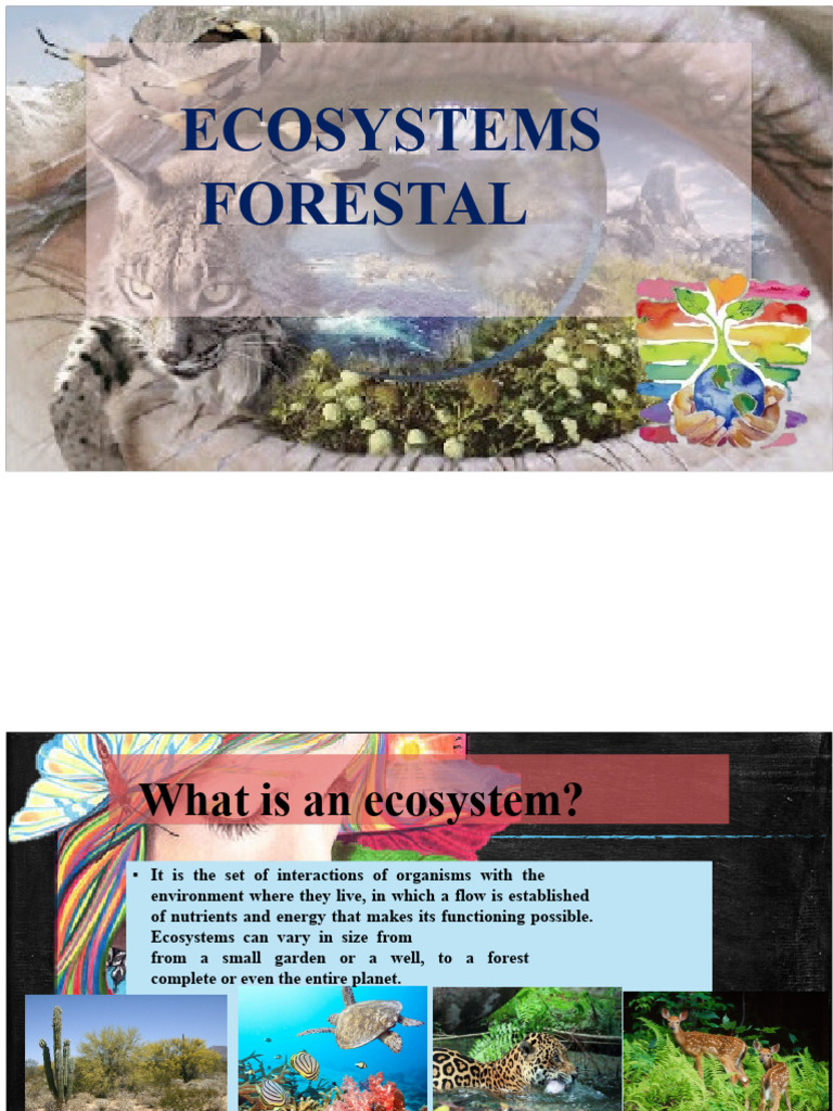 FOREST ECOSYSTEMS | PDF | Ecosystem | Natural Environment