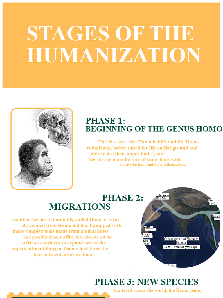Stages of Humanization in Homo Genus | PDF