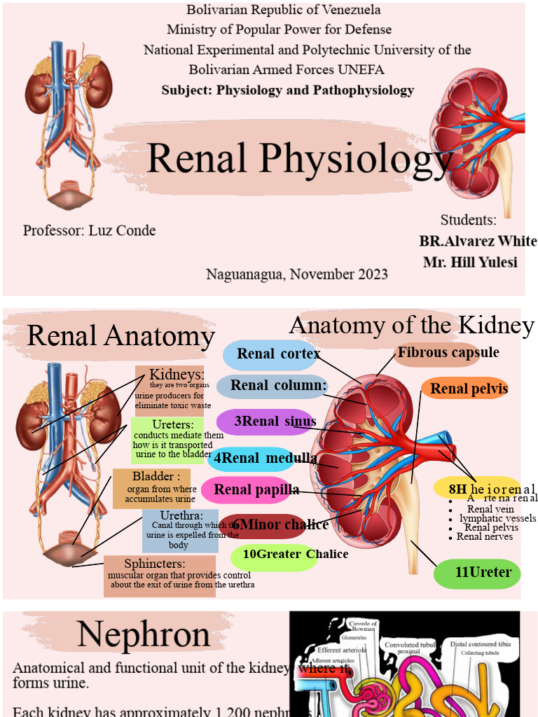 renal physiology | PDF | Kidney | Urinary System
