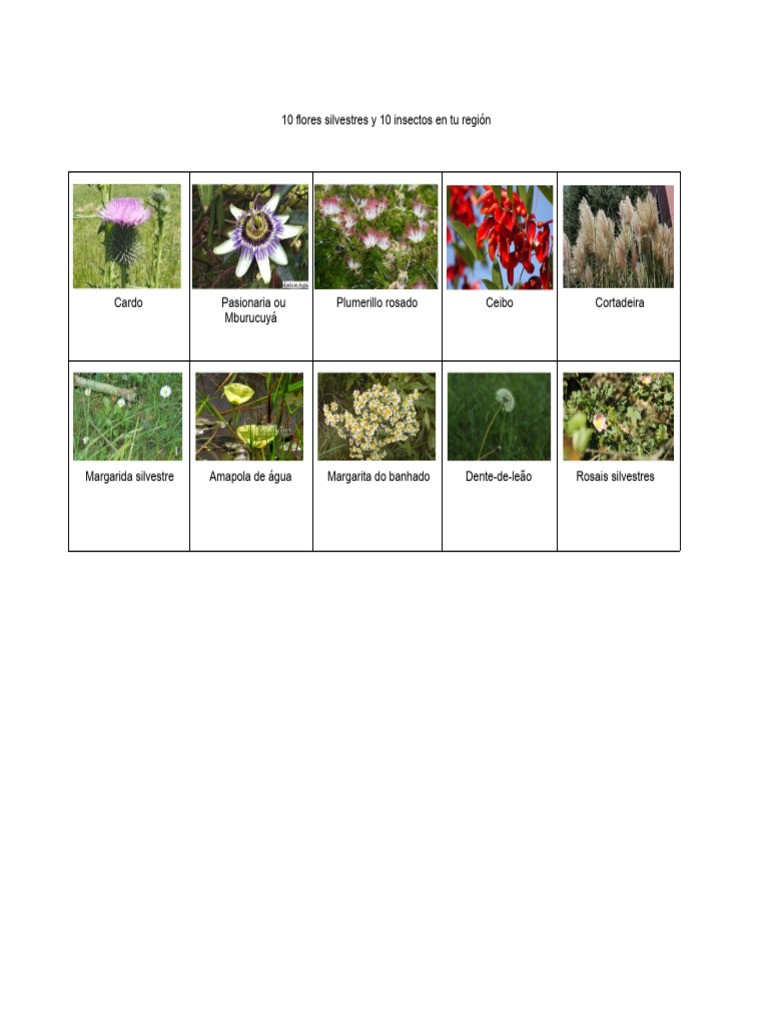 10 Flores Silvestres e 10 Insetos Na Sua Região | PDF