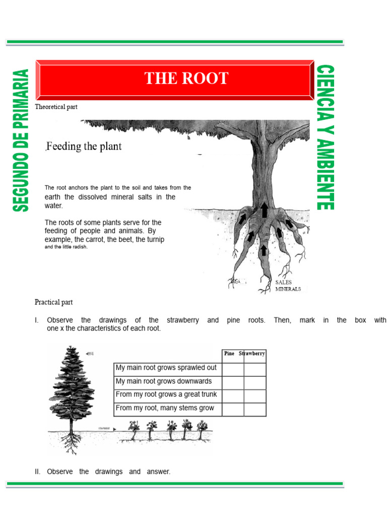 Understanding Plant Roots and Their Functions | PDF