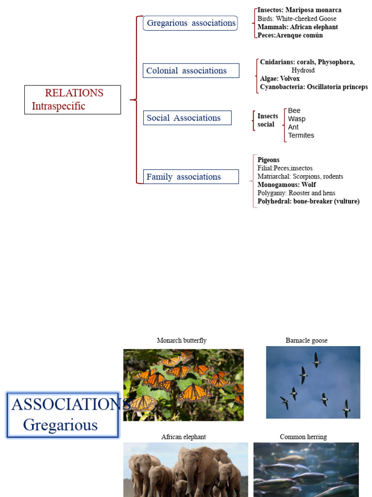 Population Dynamics and Species Associations | PDF | Zoology | Biology